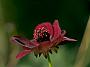 Cosmos Black Beauty